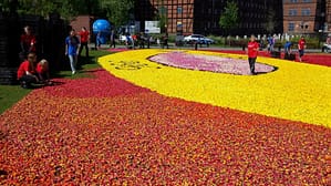 Dywan z tulipanów usypany przez uczniów. Dywany kwiatowe Bydgoszcz.