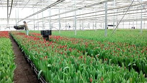 Uprawa tulipanów w szklarni w gospodarstwie Florita w Grzybnie