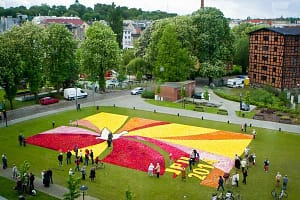 Dywan z tulipanów ułożony przez uczniów liceum plastycznego w Bydgoszczy